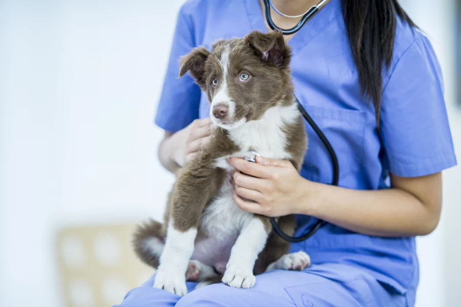 kutya egészség pangásos szívelégtelenség magas vérnyomás hogyan és mit kell kezelni