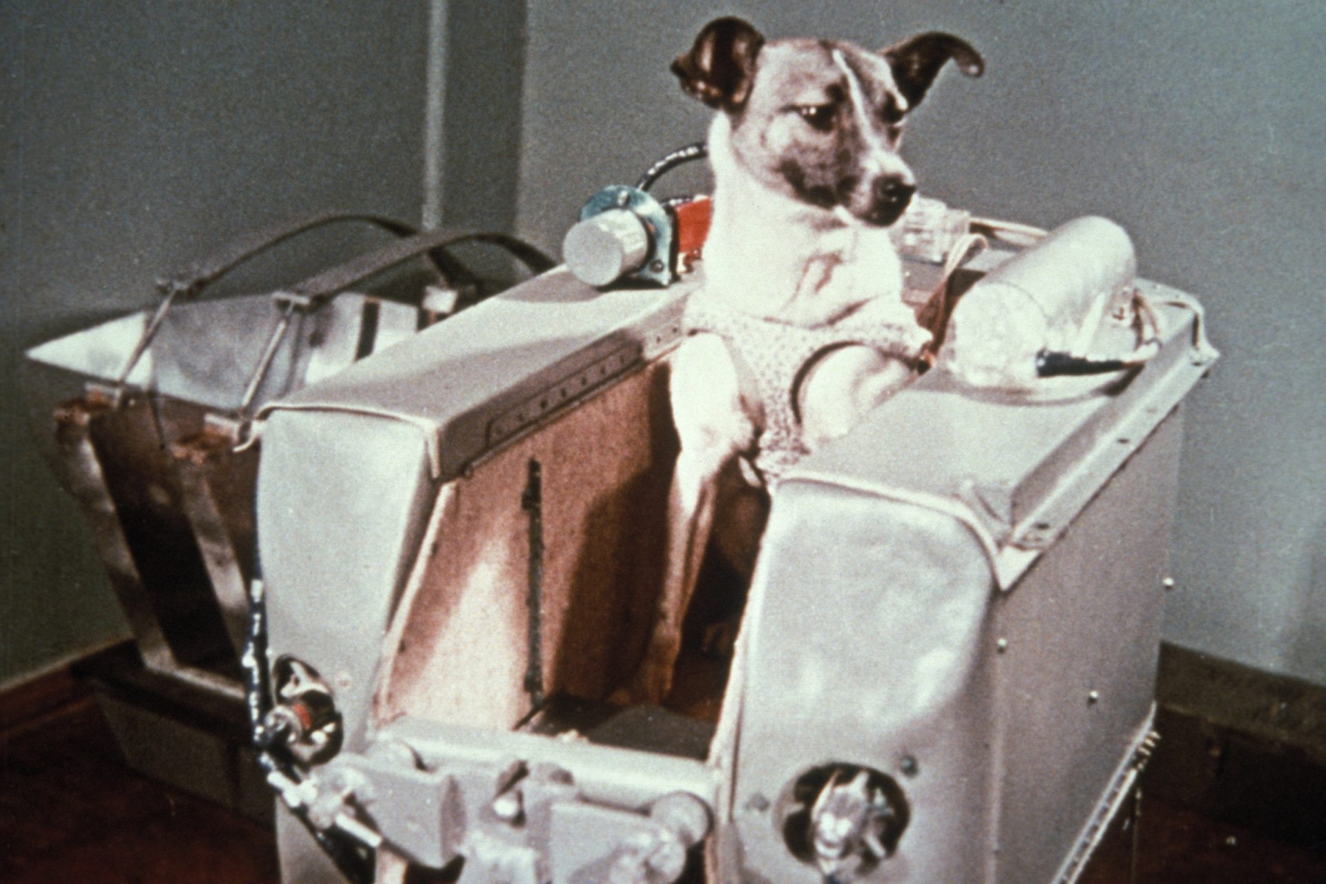 Lajka volt az első kutya, aki Föld körüli pályára állt.
