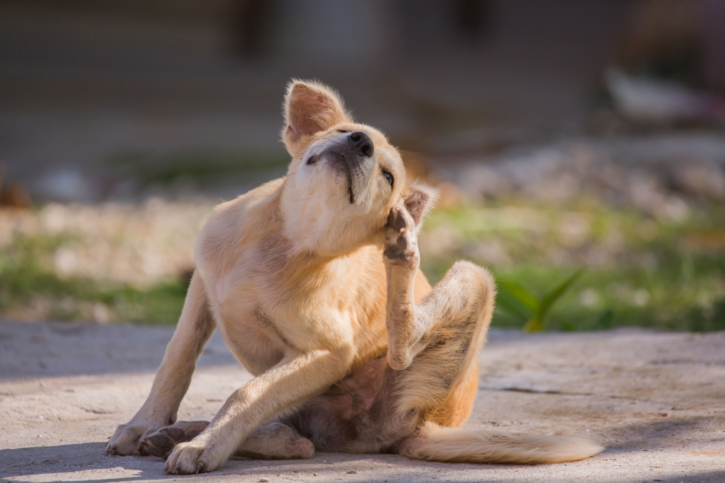 Az Én Kutyám - A 12 leggyakoribb kutya bőrbetegség tünetei képekkel: a rühtől a gombásodásig