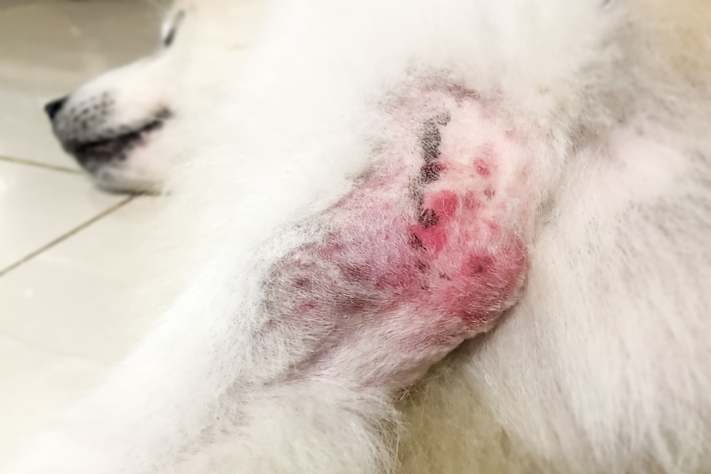 Kutya bőrbetegségek okai, tünetei és kezelésük