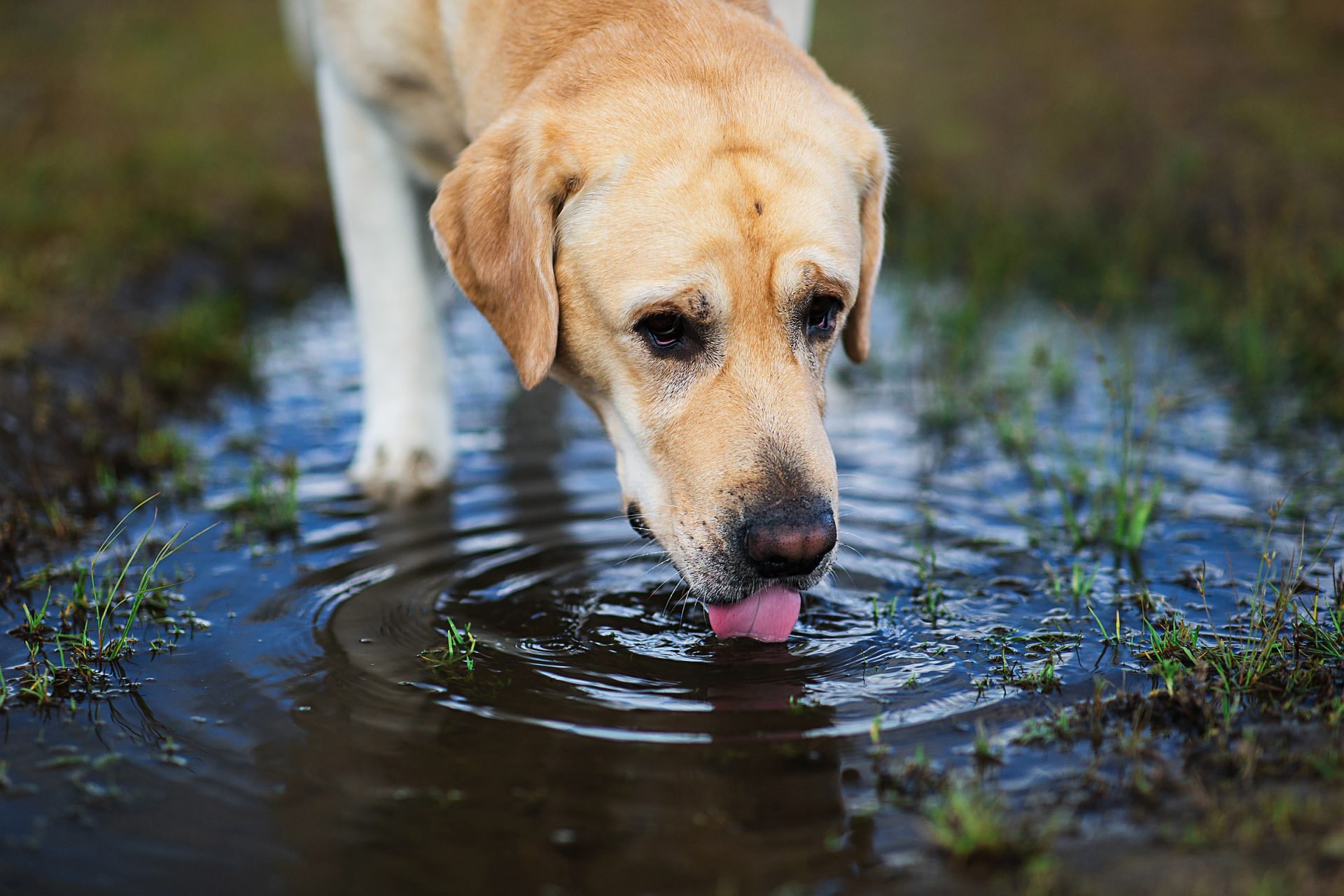 Ne engedd, hogy kutyád igyon a pocsolyákból.