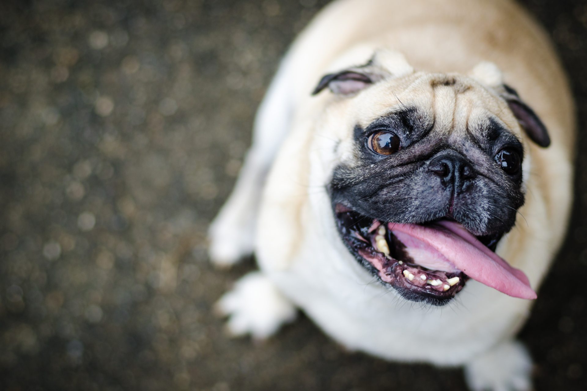 A cukorbeteg kutyák gyakran túlsúlyosak.