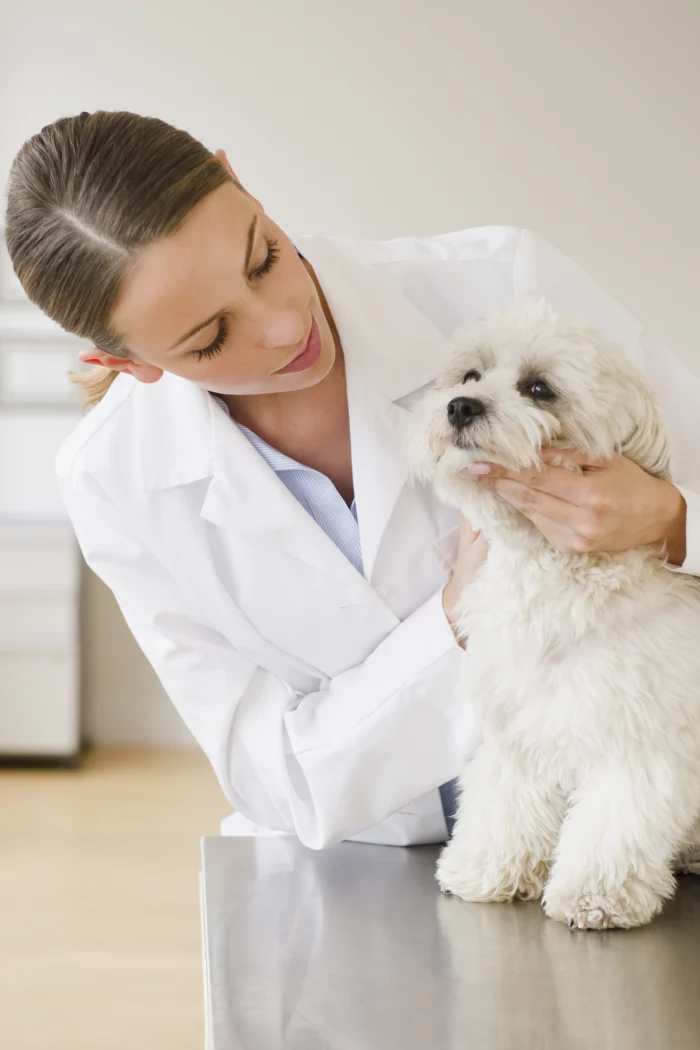 Kisállatorvos - Cukorbeteg a kutyám? Tünetek, kezelés, életmódbeli változások