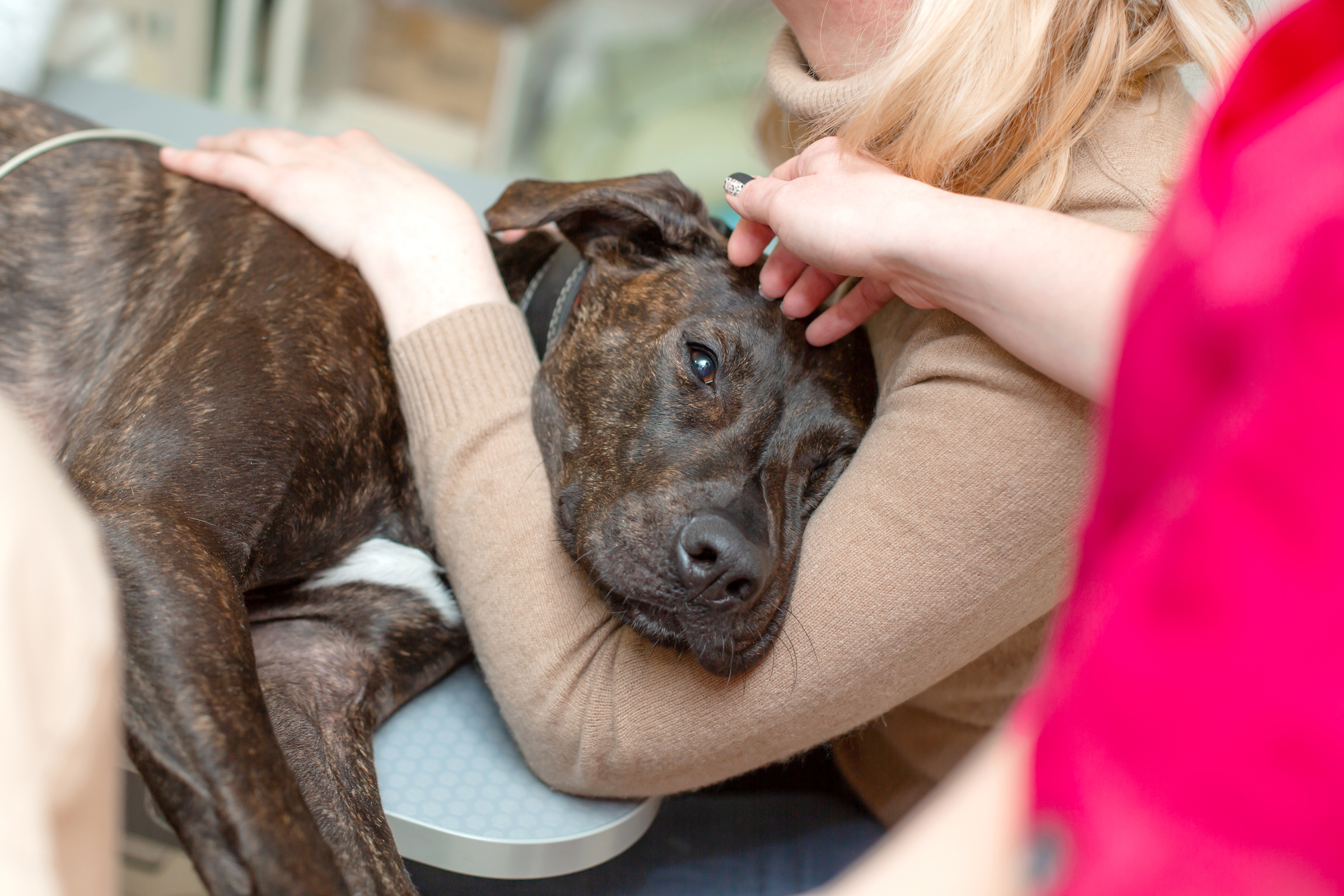 Tüdőhipertenzió kutyákban: Tünetek, okok és kezelések