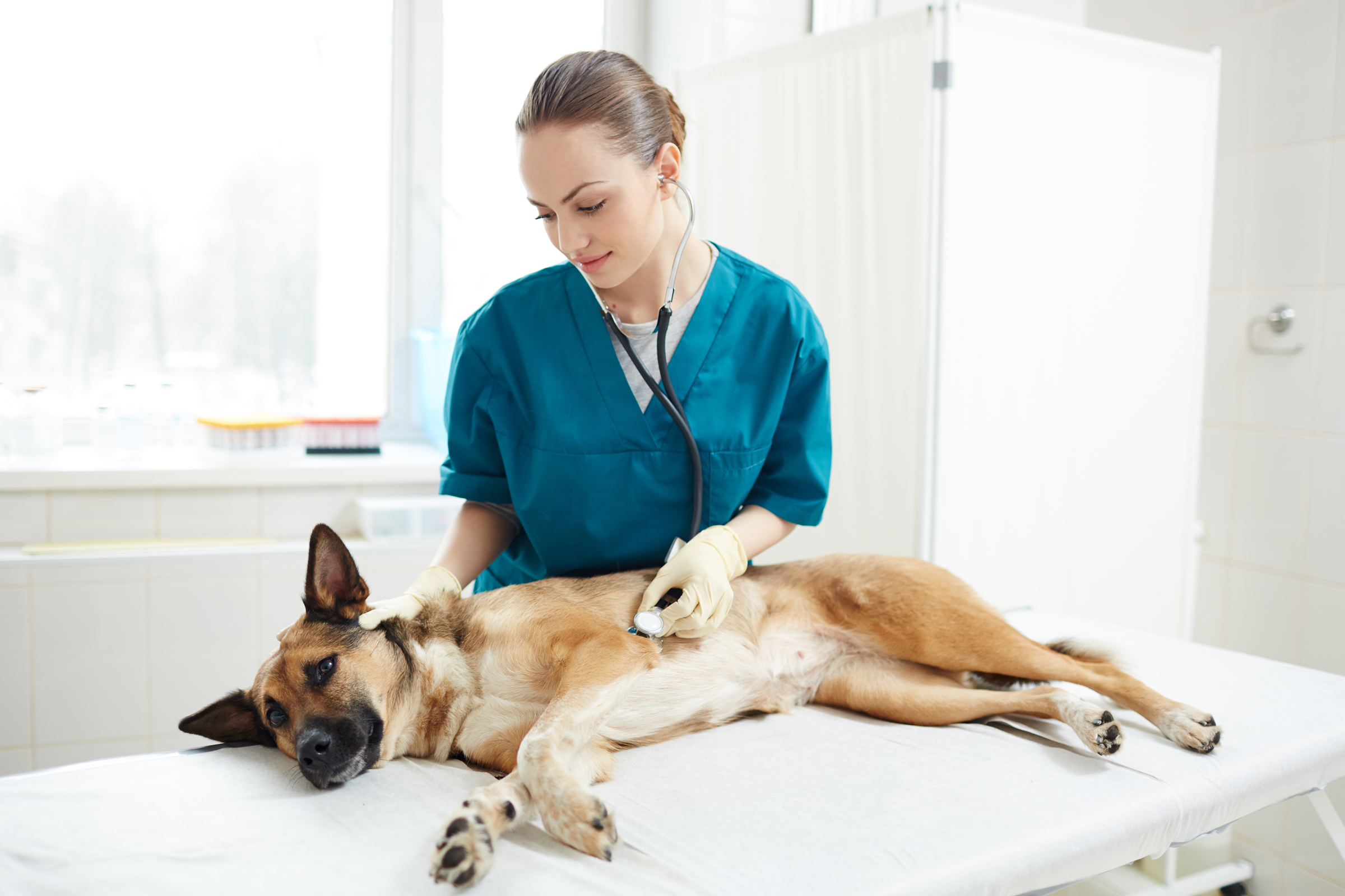 a magas vérnyomás tünetei egy kutyánál