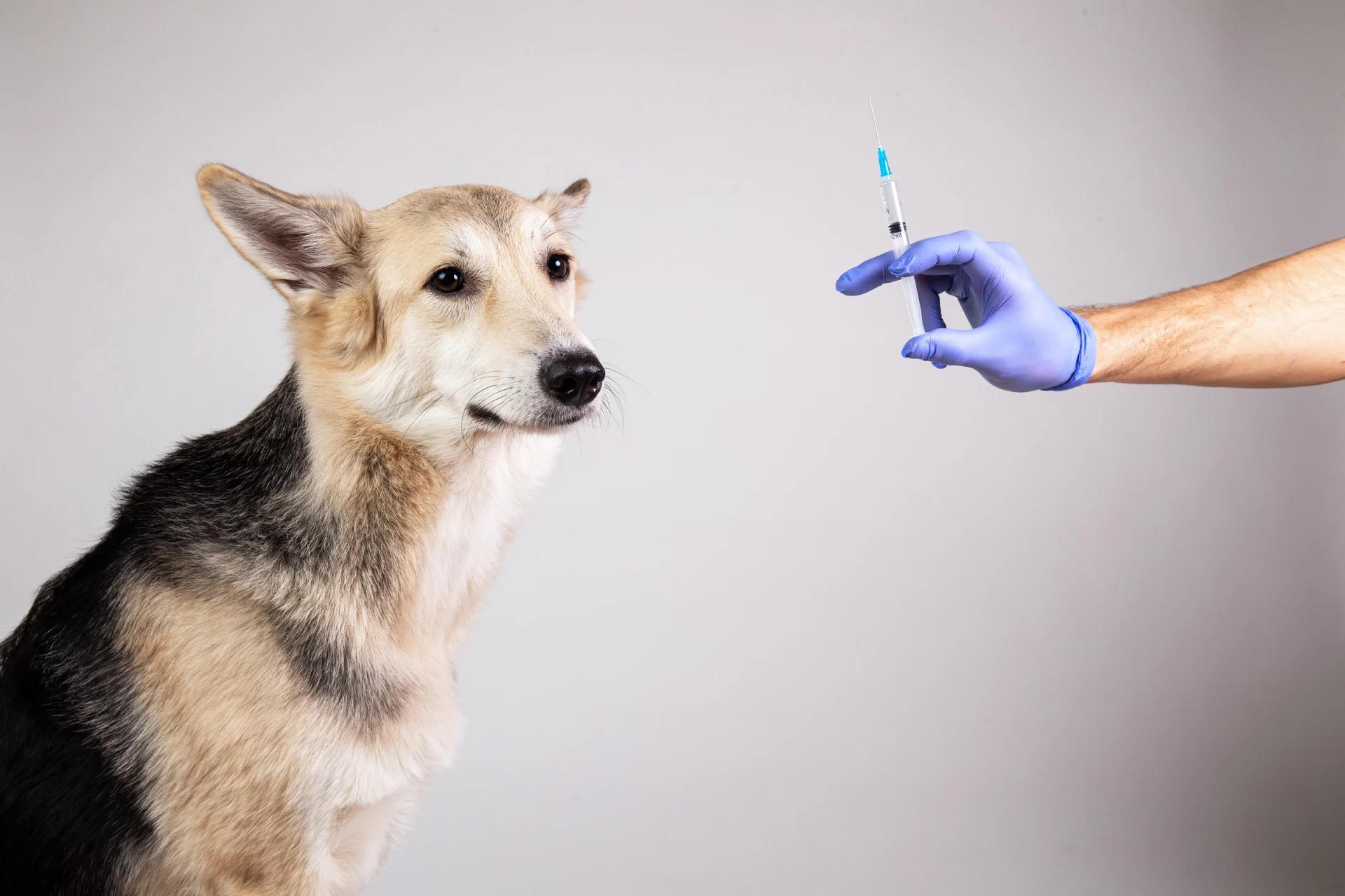 alacsony vércukorszint tünetei kutyáknál cukorbetegség foltok lábak kezelésére