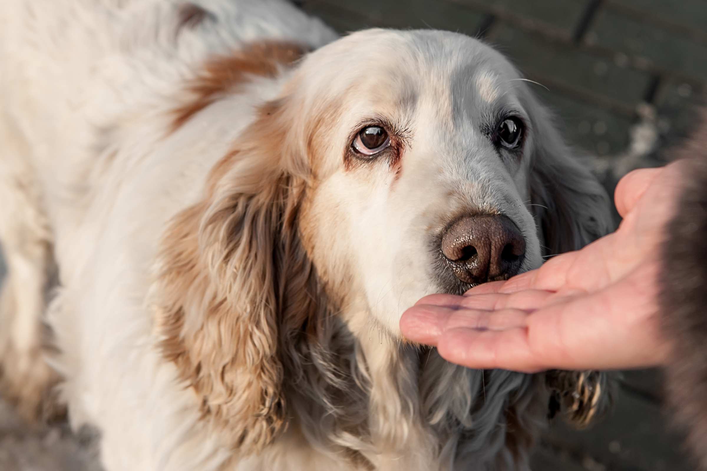 Így üdvözölj helyesen egy idegen kutyát: ne dugd kezedet az orra alá!
