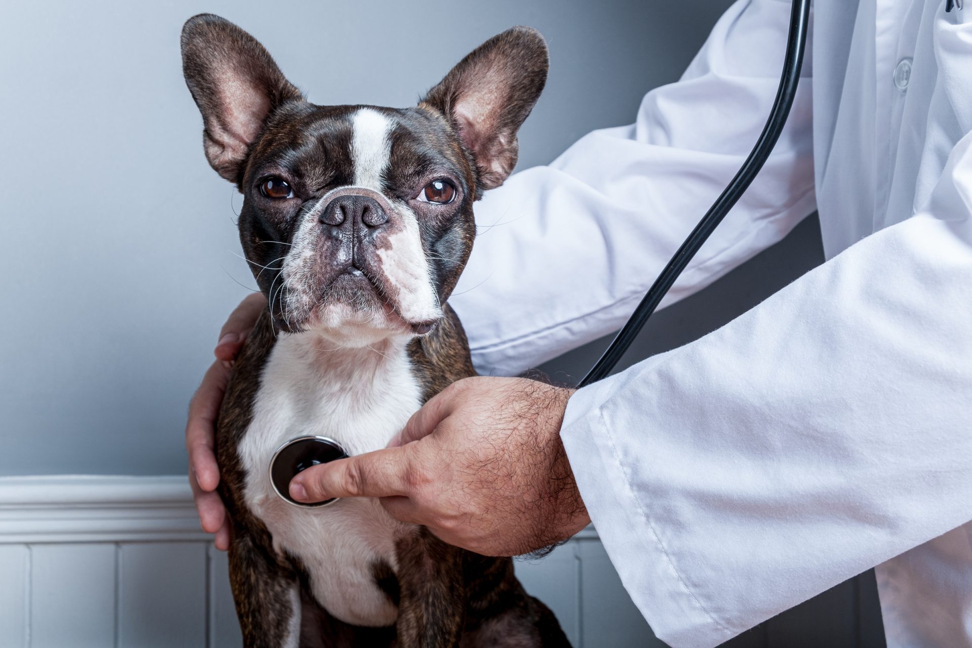 pangásos szívelégtelenség idős kutyák egészsége