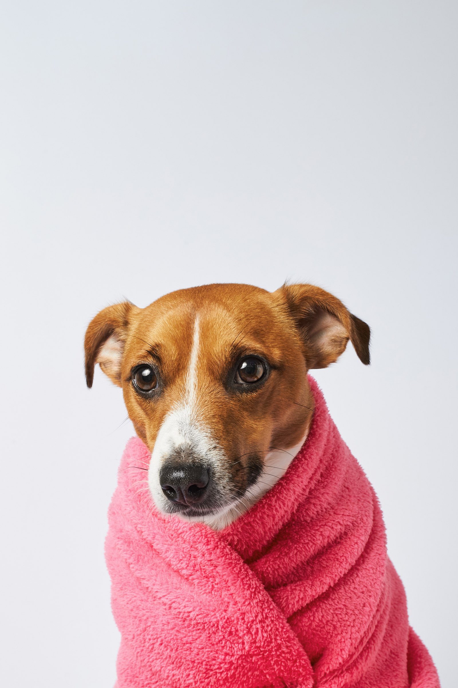 Extrém hideg hazánkban: így vigyázz kint tartott kutyádra!