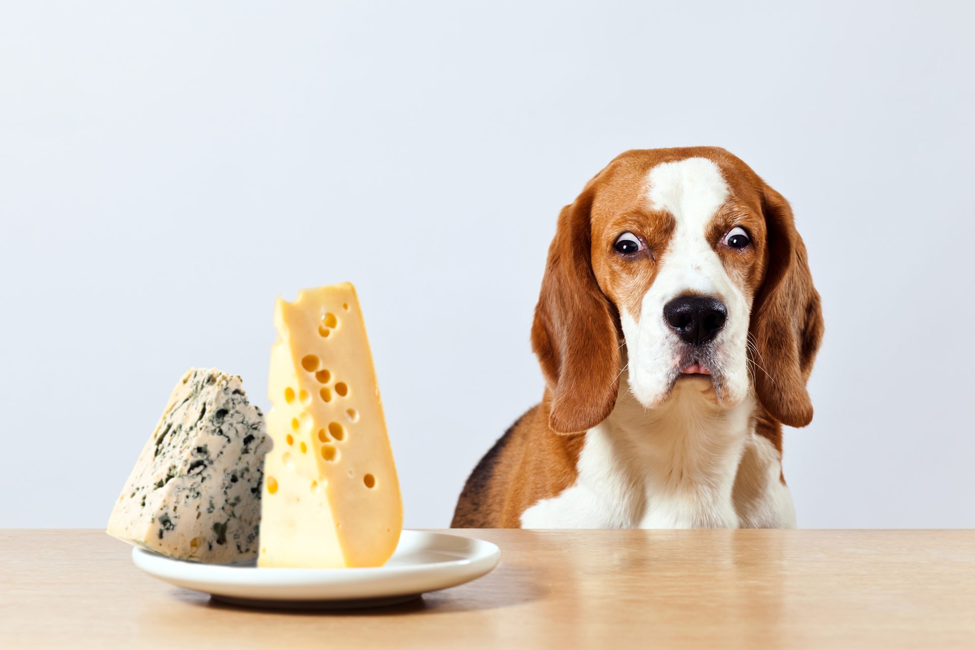 Можно ли есть мясо мелких животных сырое. Собака и сыр. Собака ест сыр. Собака и пармезан.