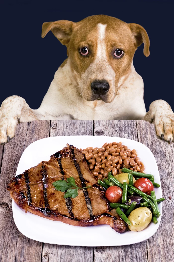 kutya diéta betegség egészség szív world health organization love f63 9