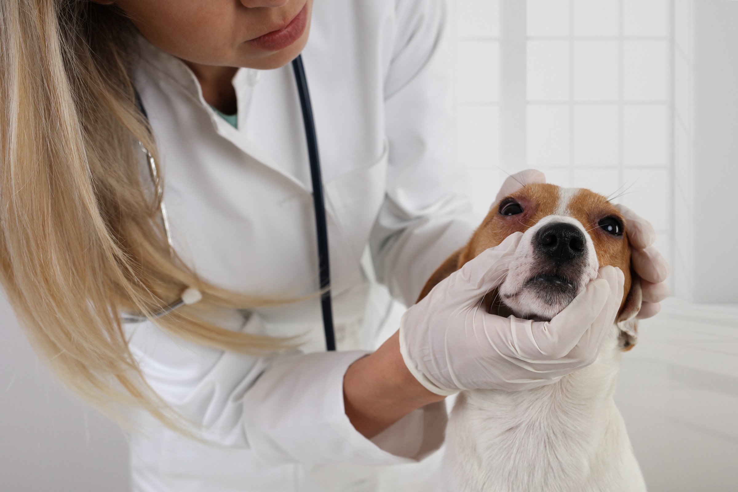 Állatorvos Állatorvosok gyógyszerei