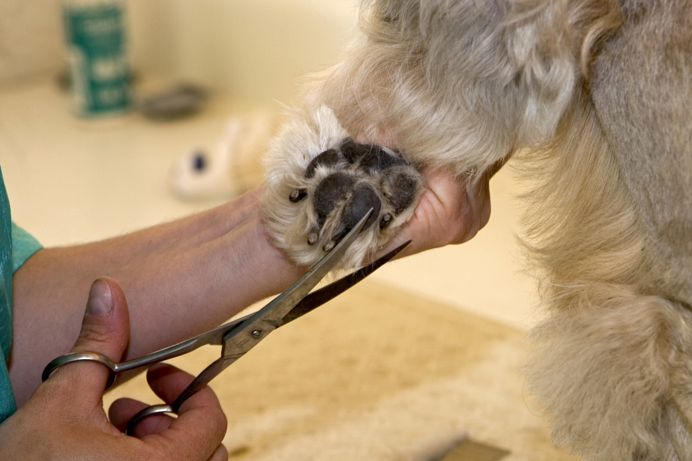 Como cortar las uñas negras a un perro