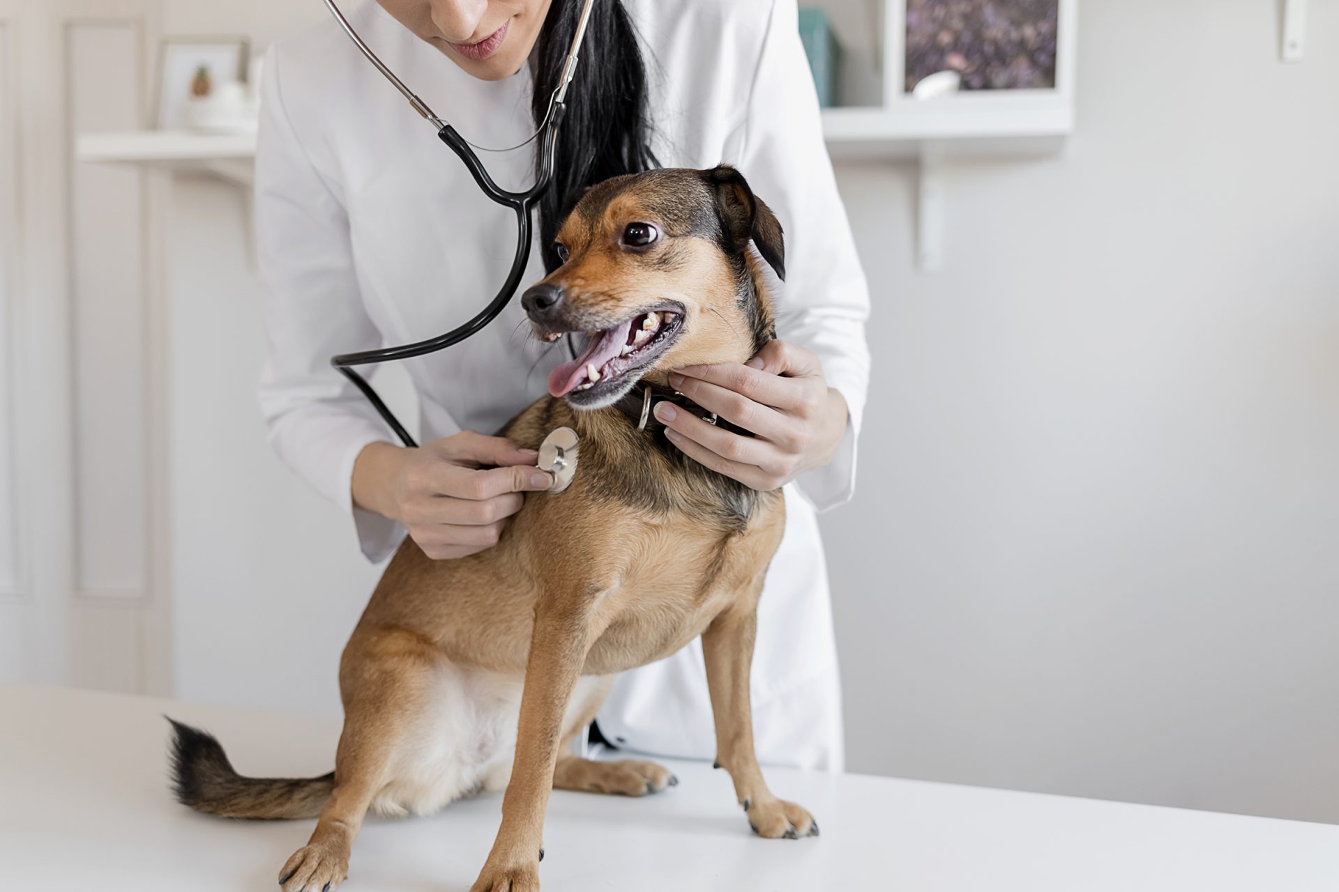 Discospondylitis, a kutya porckorong-gyulladása - Betegség, gyógyítás