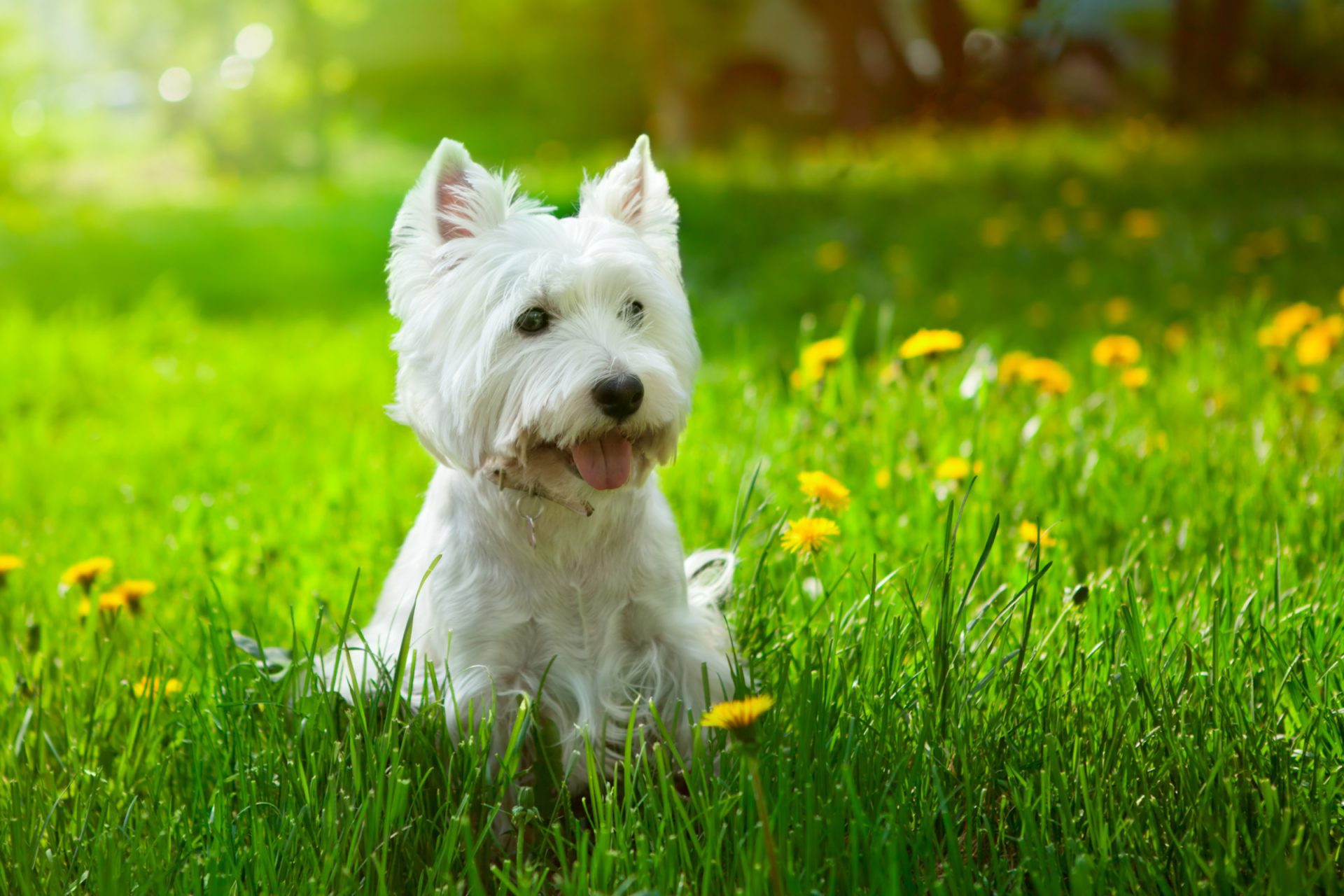Ahhoz, hogy kutyád egészségesen és biztonságban élvezhesse a jó időt, nagyon fontos a komplex védekezés!