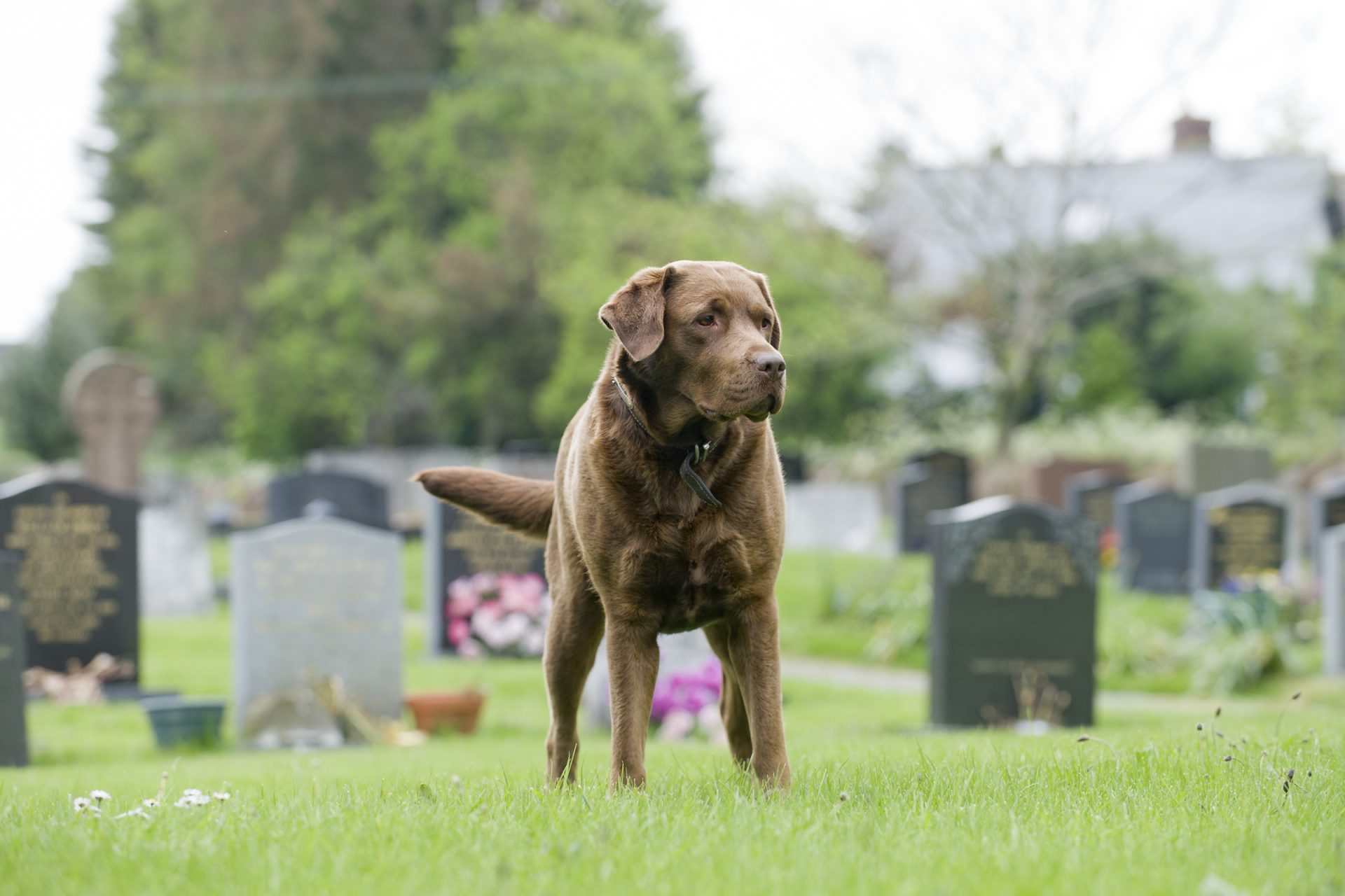 Sok kutya gazdája halála után hónapokig gyászol.