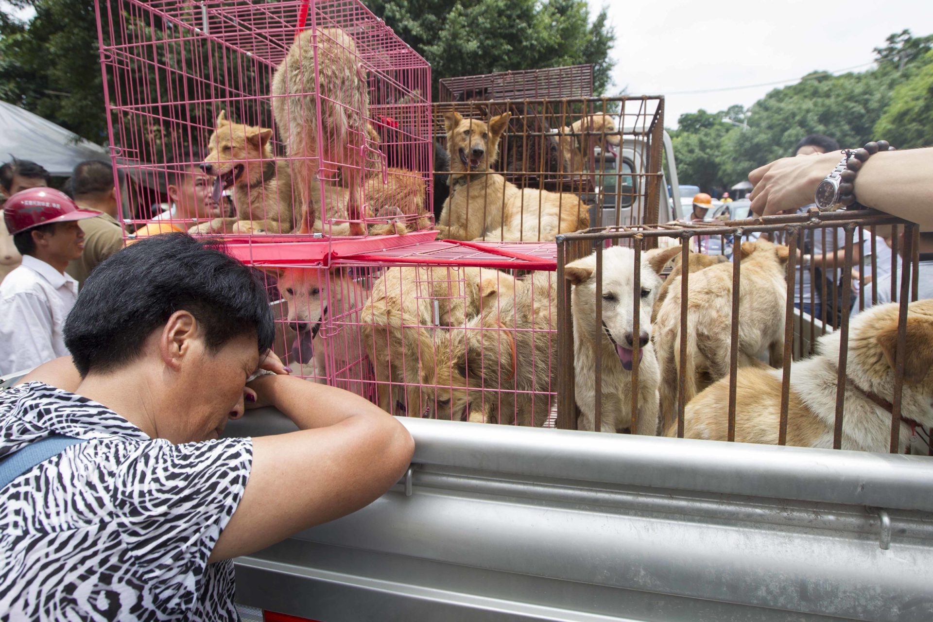 Dél-Koreában még mindig népszerű az úgynevezett kutyahús fesztivál.