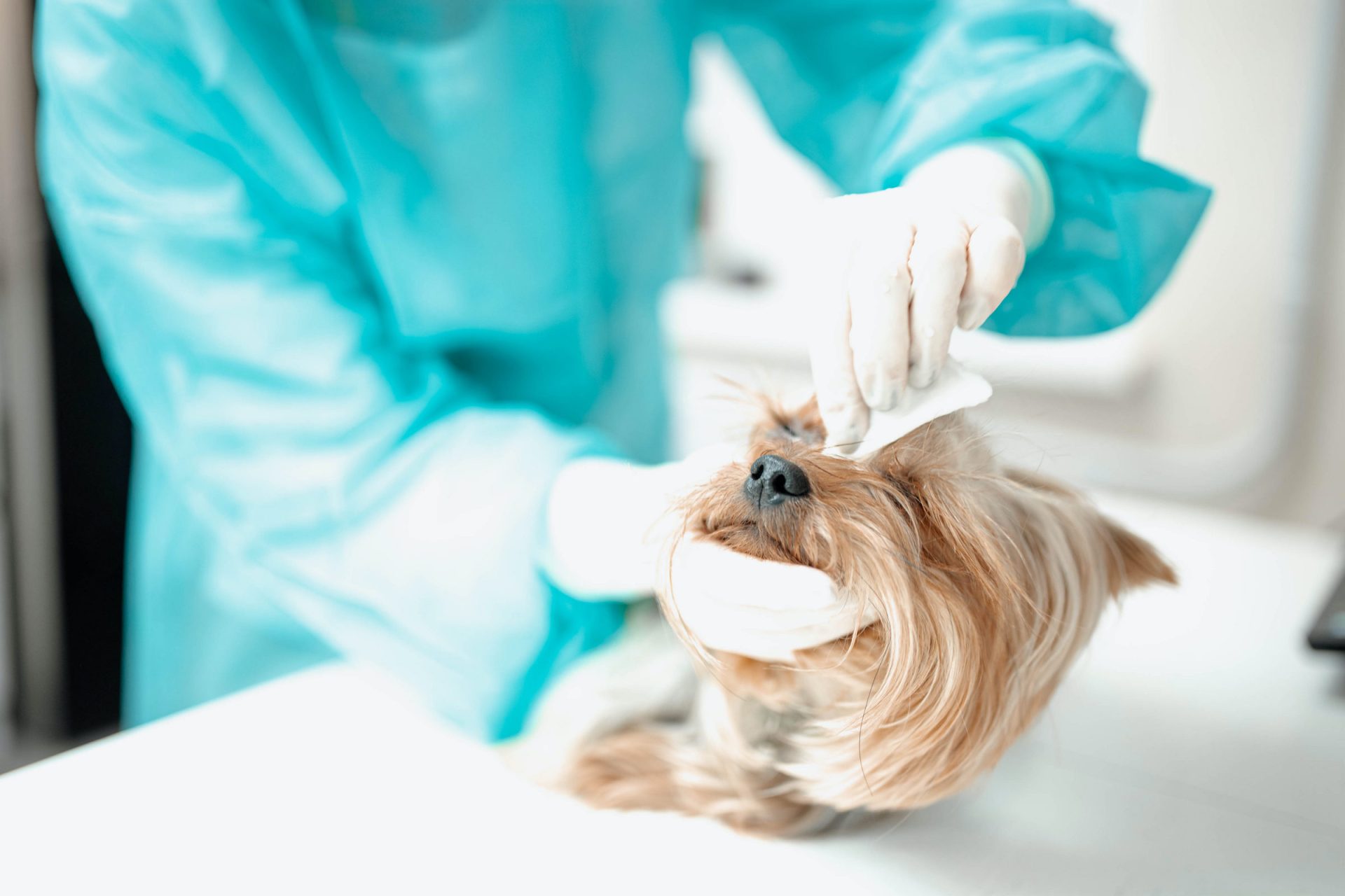 Amennyiben a kutyádnál befelé forduló szemhéjat vélsz felfedezni, akkor azonnal fordulj állatorvoshoz.