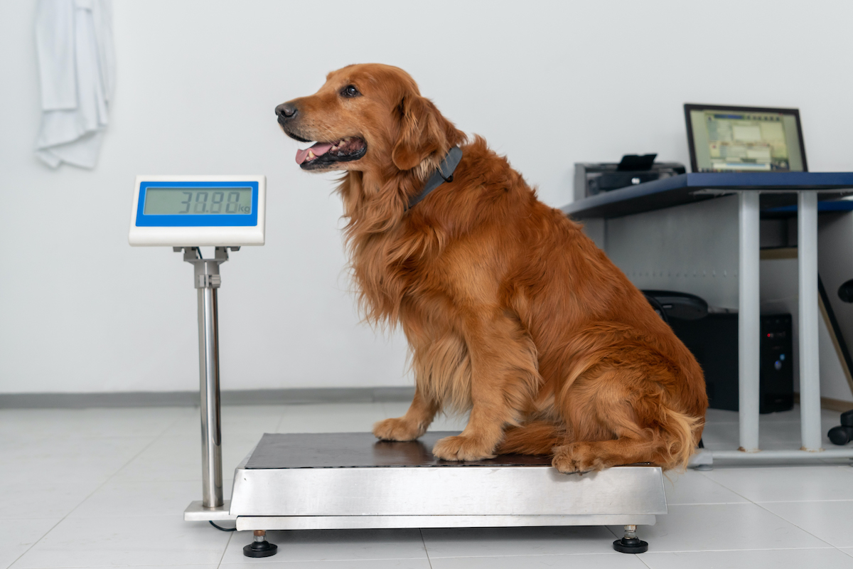 Золотистый ретривер вес. 150 К собака стоит. On a Scale of Dogs.