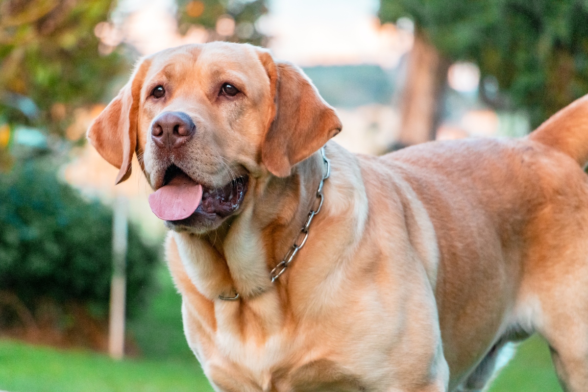   Mutatjuk 2021 legnépszerűbb kutyafajtáit: a labrador továbbra is vezeti a listát