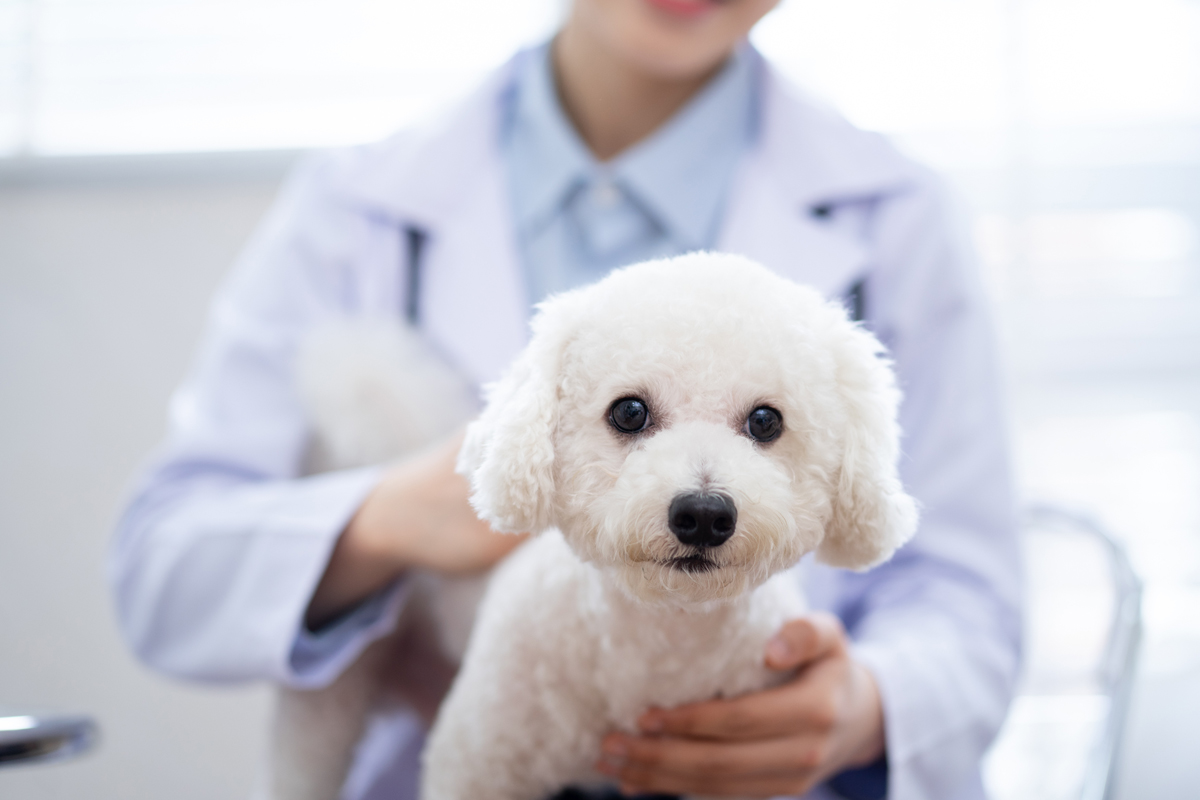   Kutyák segíthetnek a rákos embereknek a gyógyulásban