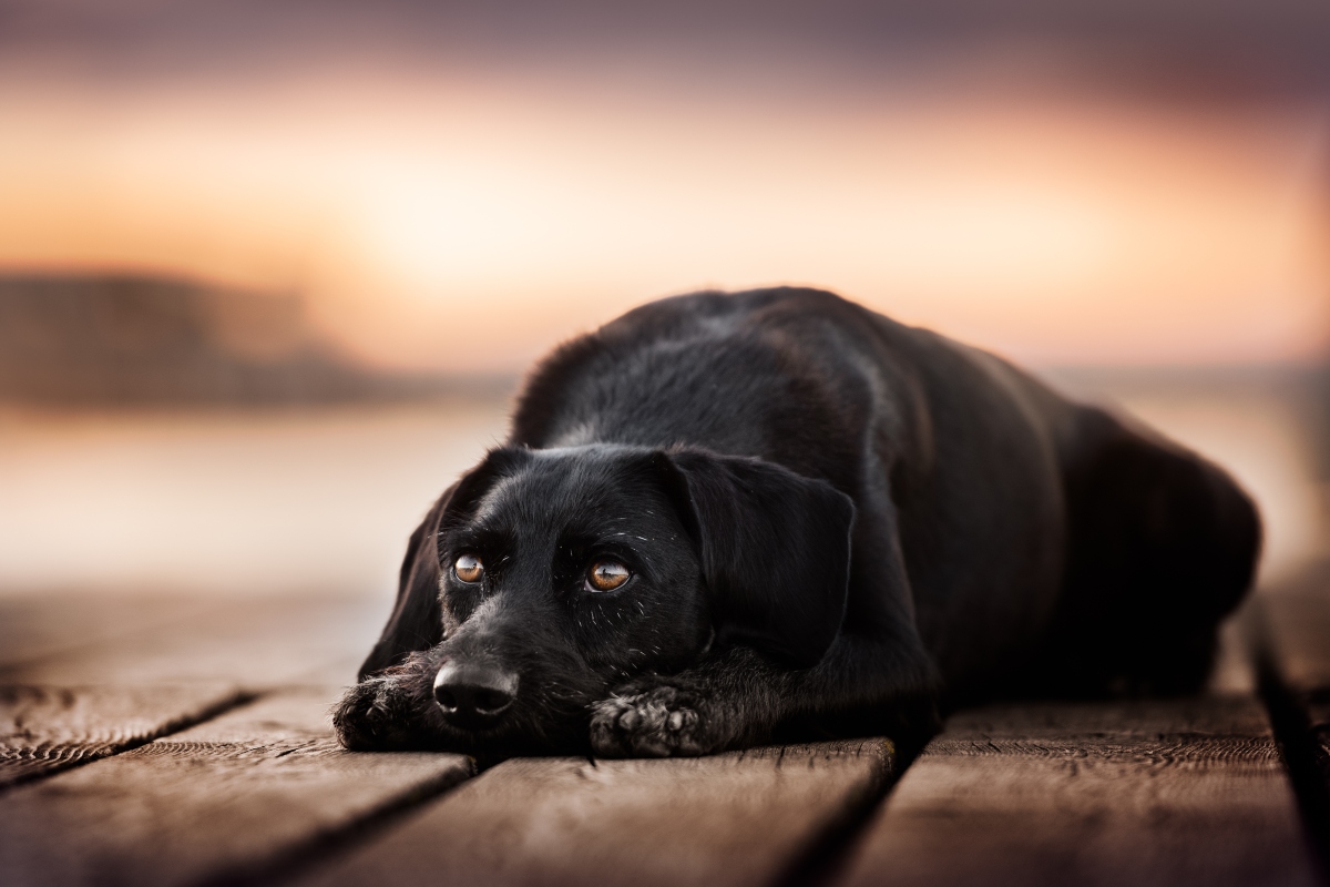 Suzy, a kétszeres magyar rekorder kutya / Fotó: Csonka Anikó Photography