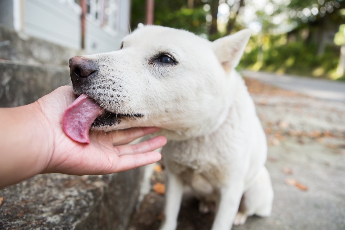 8 common reasons why your dog licks your hand - Love my dogz