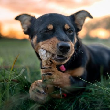 Ha a kutyának feldagadt a szeme alja, valószínűleg ez a fogbetegség lesz a ludas: ha nem kezelik, a fertőzés szétterjedhet a testbe