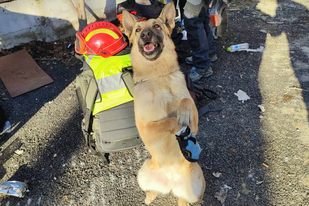 Gogó is megsebesült a mentés során. /Fotó: Kutyákkal az Életért Alapítvány