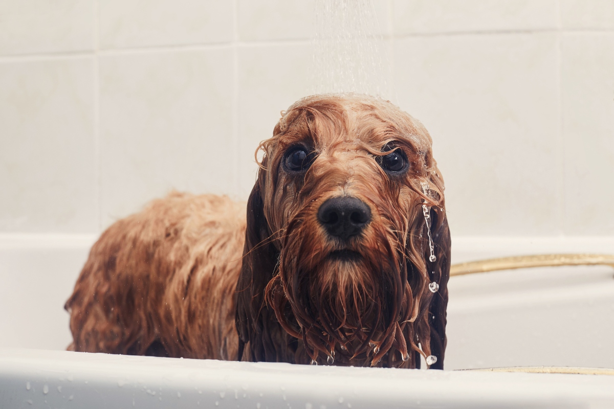 Sok kutya számára tortúra a fürdés.