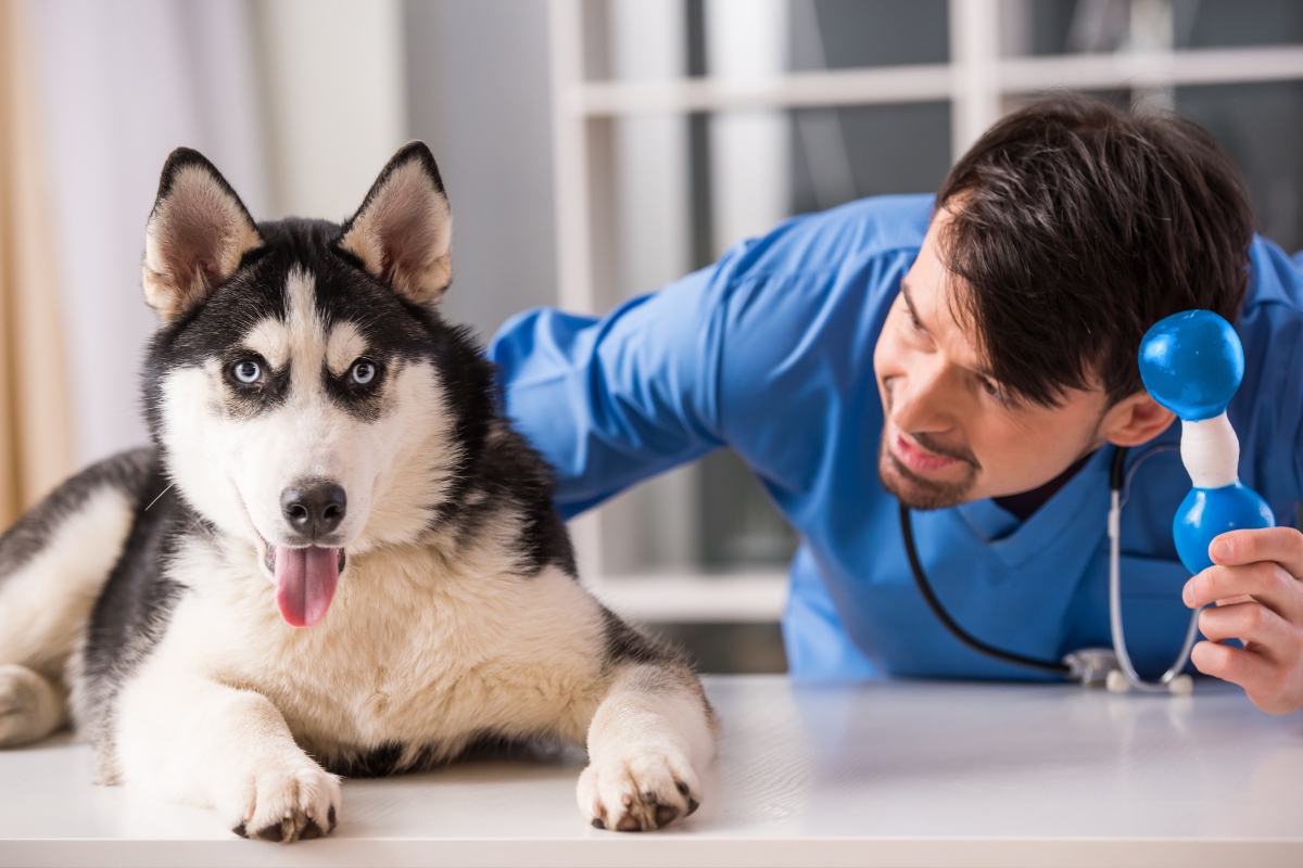 Egy állatorvos asszisztens szerint van több egyáltalán nem kedvelt kutya a rendelőben.