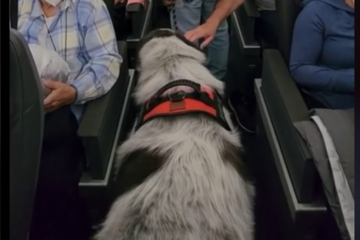 Hatalmas kutya a repülő fedélzetén. /Kép: ritchiethepyr (TikTok)