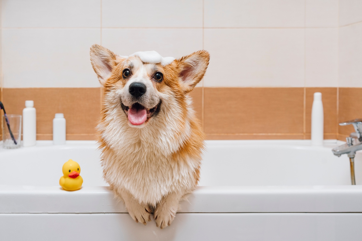 A fürdés a kutya számára ne csak örömteli, de biztonságos is legyen!