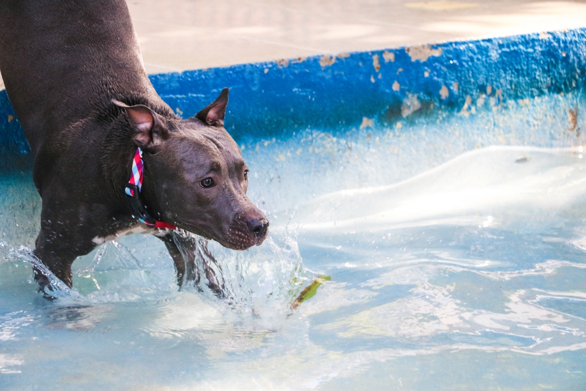 A medence veszélyes hely lehet a kutya számára.