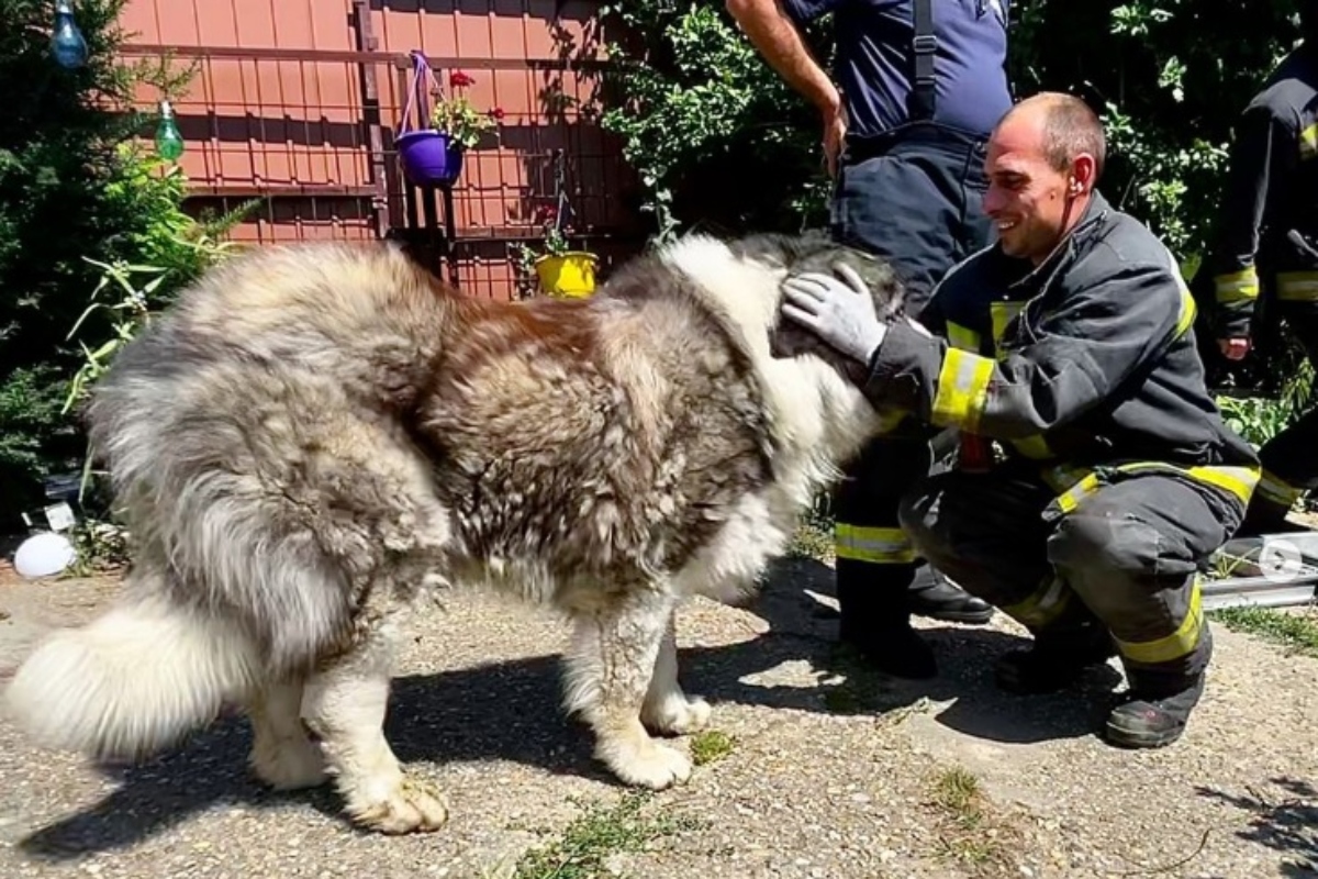 85 kilós kutyát mentettek a tűzoltók./Kép: Vida Máté – katasztrofavedelemhivatalos/Instagram