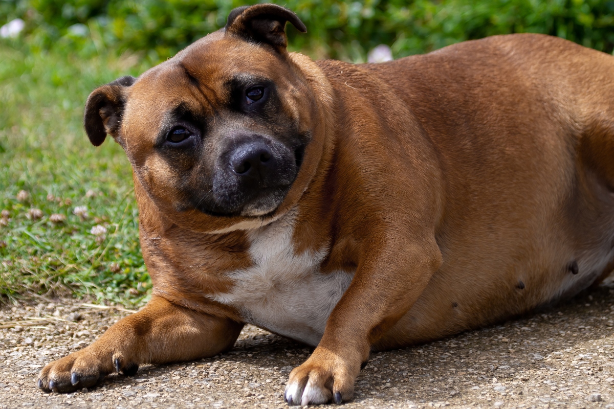 A túlsúlyos kutya annyit nyomott, mint egy 13 éves gyerek.