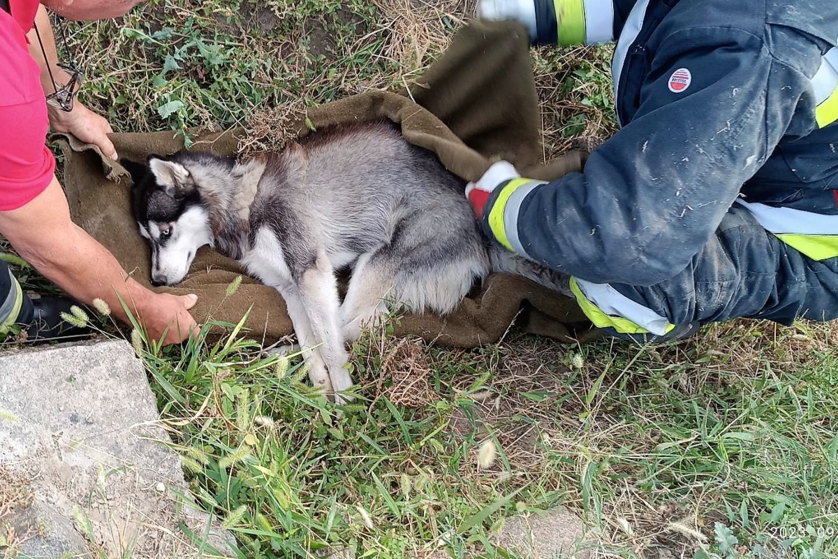 A Bátaszéken elütött kutya végül megmenekült./Kép: Bátaszéki Önkormányzati Tűzoltóság