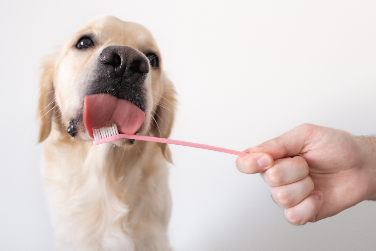 A kutya fogászati panaszai sok problémát okoznak.