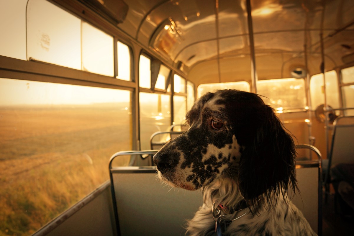 Az alaszkai kutyabusz illedelmes utasokat szállít.