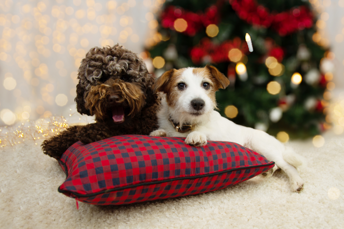 Kutyák karácsonyfa alatt.