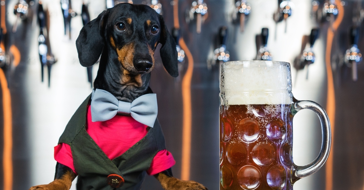 A place where guests can have a beer with their dog