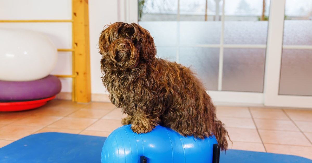 Los ejercicios de equilibrio tienen un efecto sorprendente en los perros