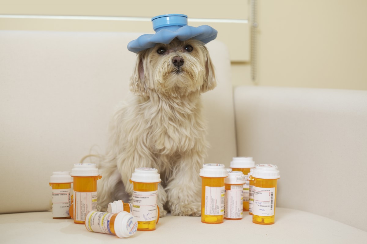 Az embereknek készült fájdalomcsillapító gyógyszerek nem alkalmasak a kutyák számára.